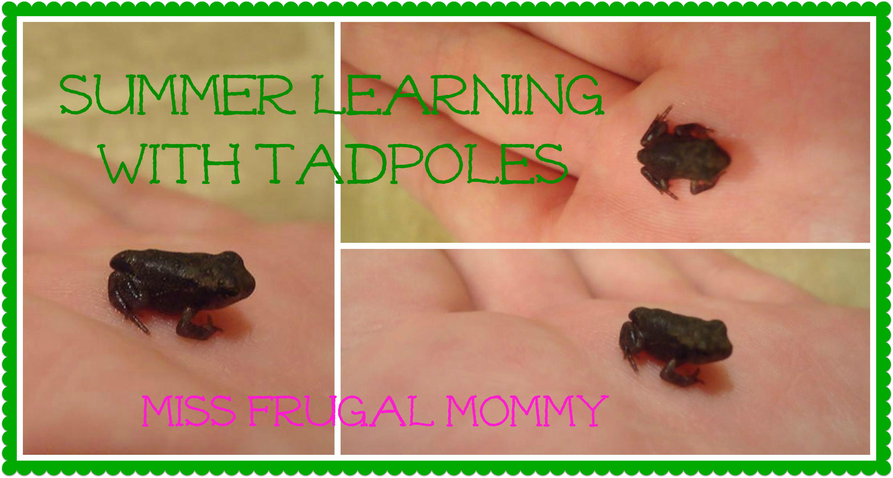 http://missfrugalmommy.com/wp-content/uploads/2013/07/froggy5.png