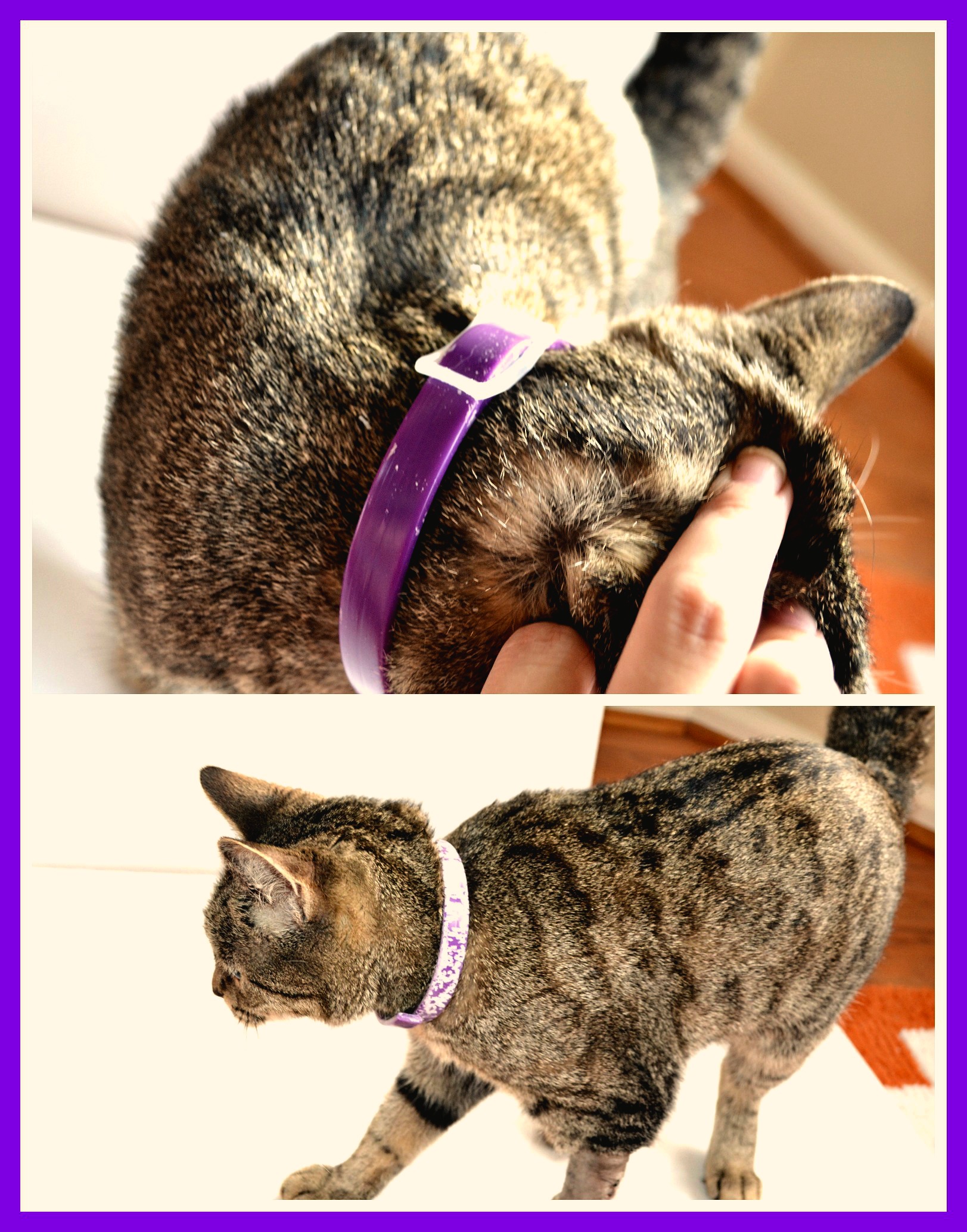 Sergeant's Calming Cat Collar Review #CalmingCollar
