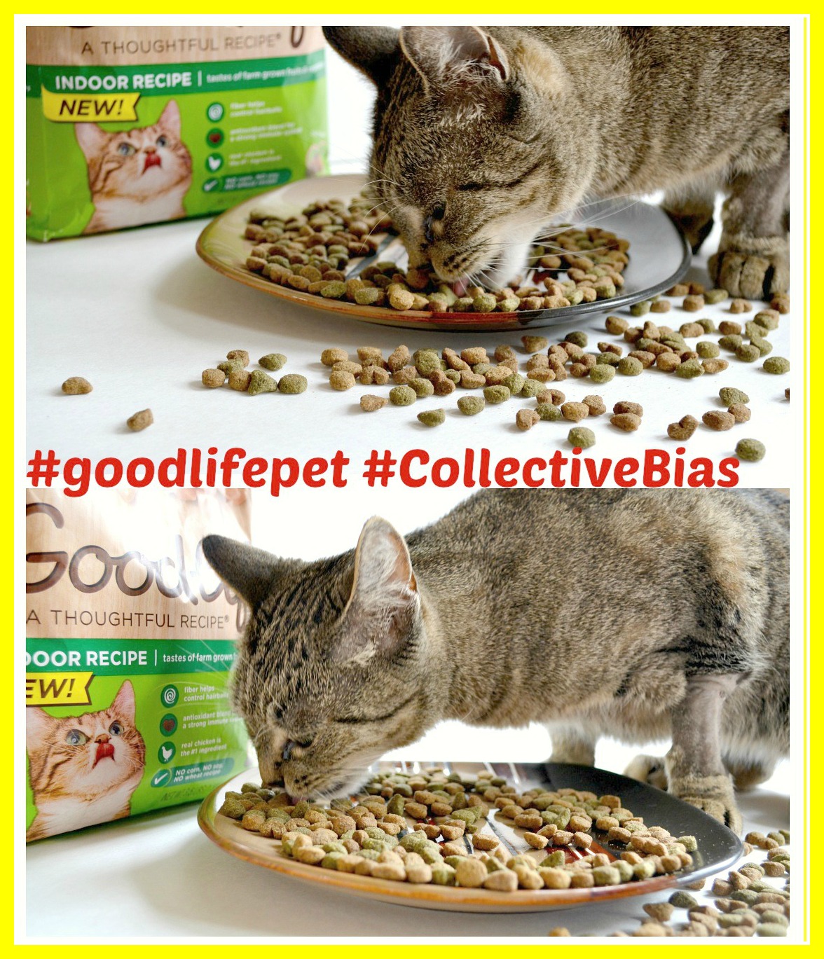 GOODLIFE™ Dry Cat Food #goodlifepet #CollectiveBias #Shop