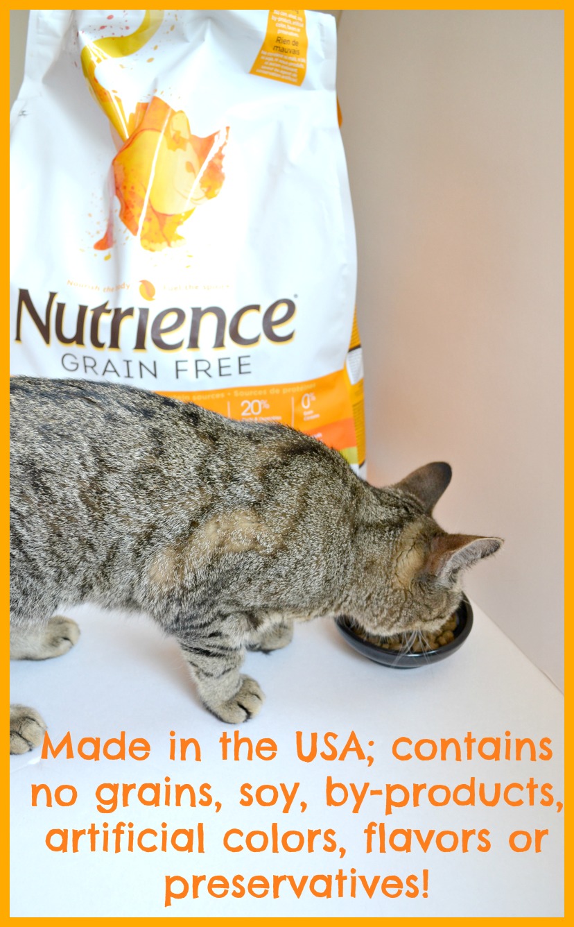 Keeping Our Pet Healthy With Nutrience Grain Free Cat Food #NutriencePets 
