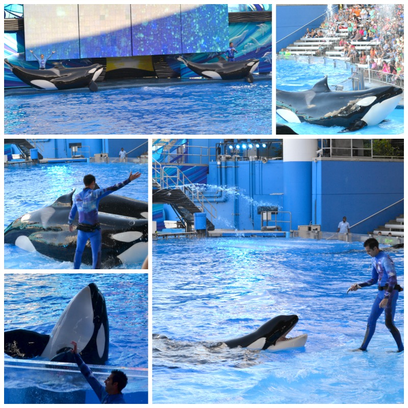 Immerse Yourself In Wonder at SeaWorld Orlando