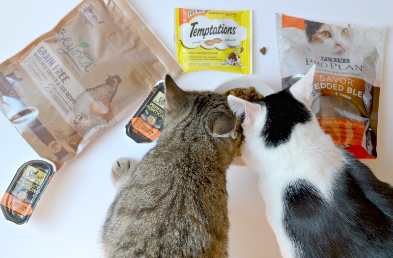 How To Score Free Pet Samples In Your Mailbox