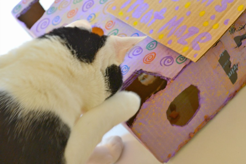 DIY Interactive Treat Maze For Cats