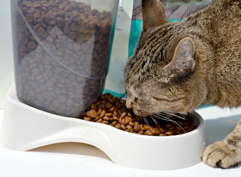 Why You Should Switch Your Pet To Grain Free Cat Food 