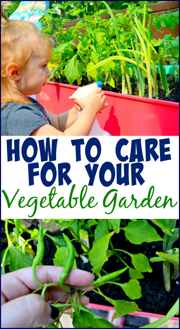 How To Care For Your Vegetable Garden