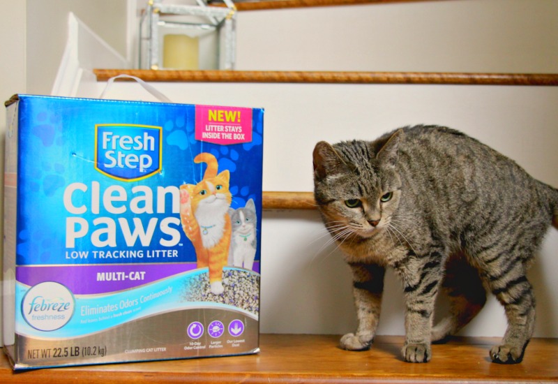 Cat Litter Box Problems & How To Stop Them