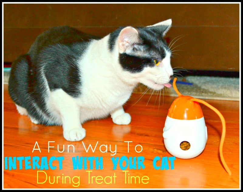 A Fun Way To Interact With Your Cat During Treat Time 