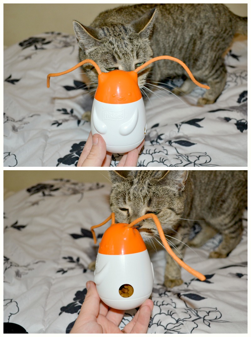A Fun Way To Interact With Your Cat During Treat Time