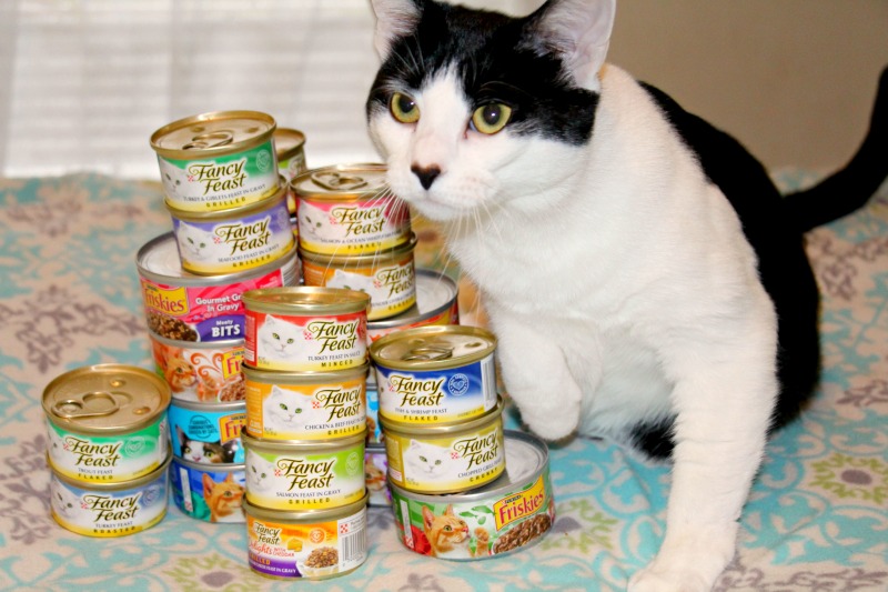 How We Save Big Money On Our Cat’s Favorite Canned Food
