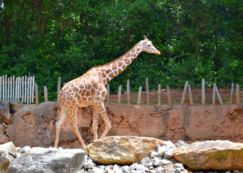 Our Summer Trip to Atlanta’s First Zoo