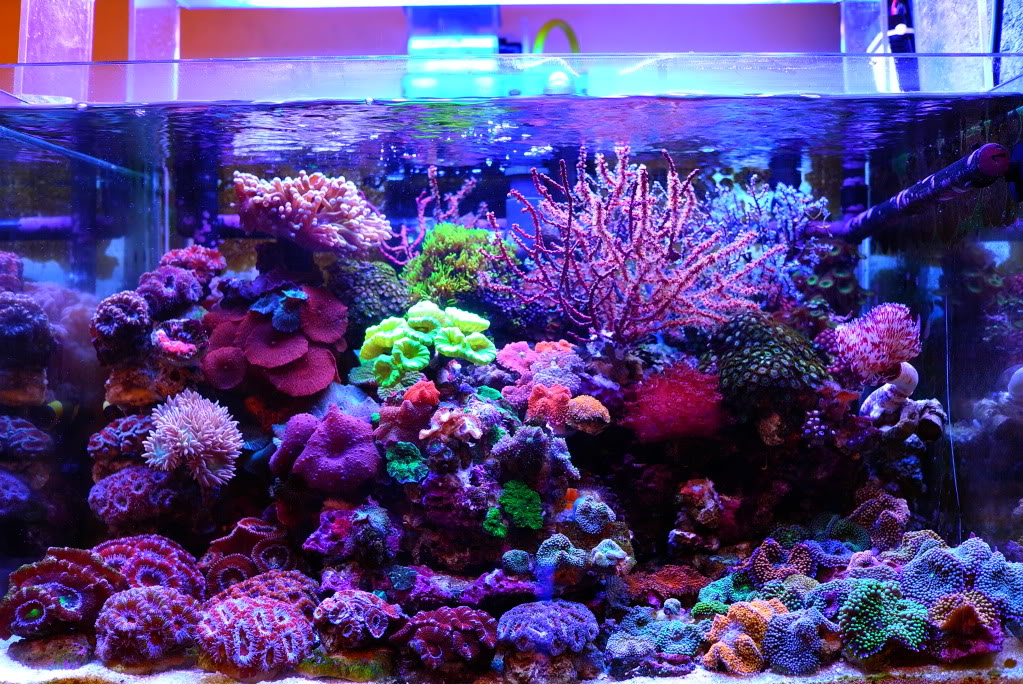 What is a Nano Reef Tank?