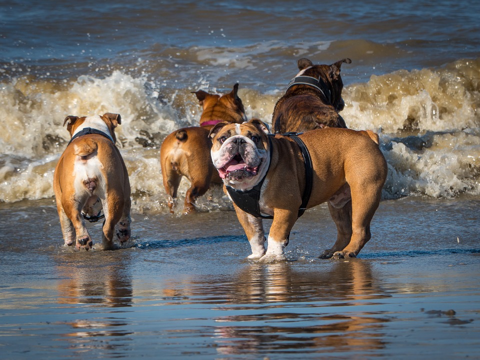 10 awesome facts about English bulldogs