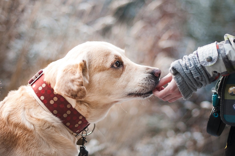 4 Great Ways to Reward Your Furry Friend When You're on a Budget