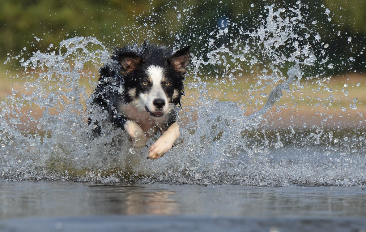 5 Tips to cooling down your dog in hot weather