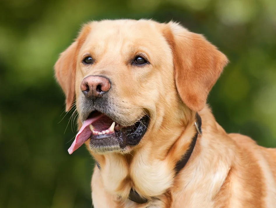 Are Labradors a Good Dog Breed For Families?
