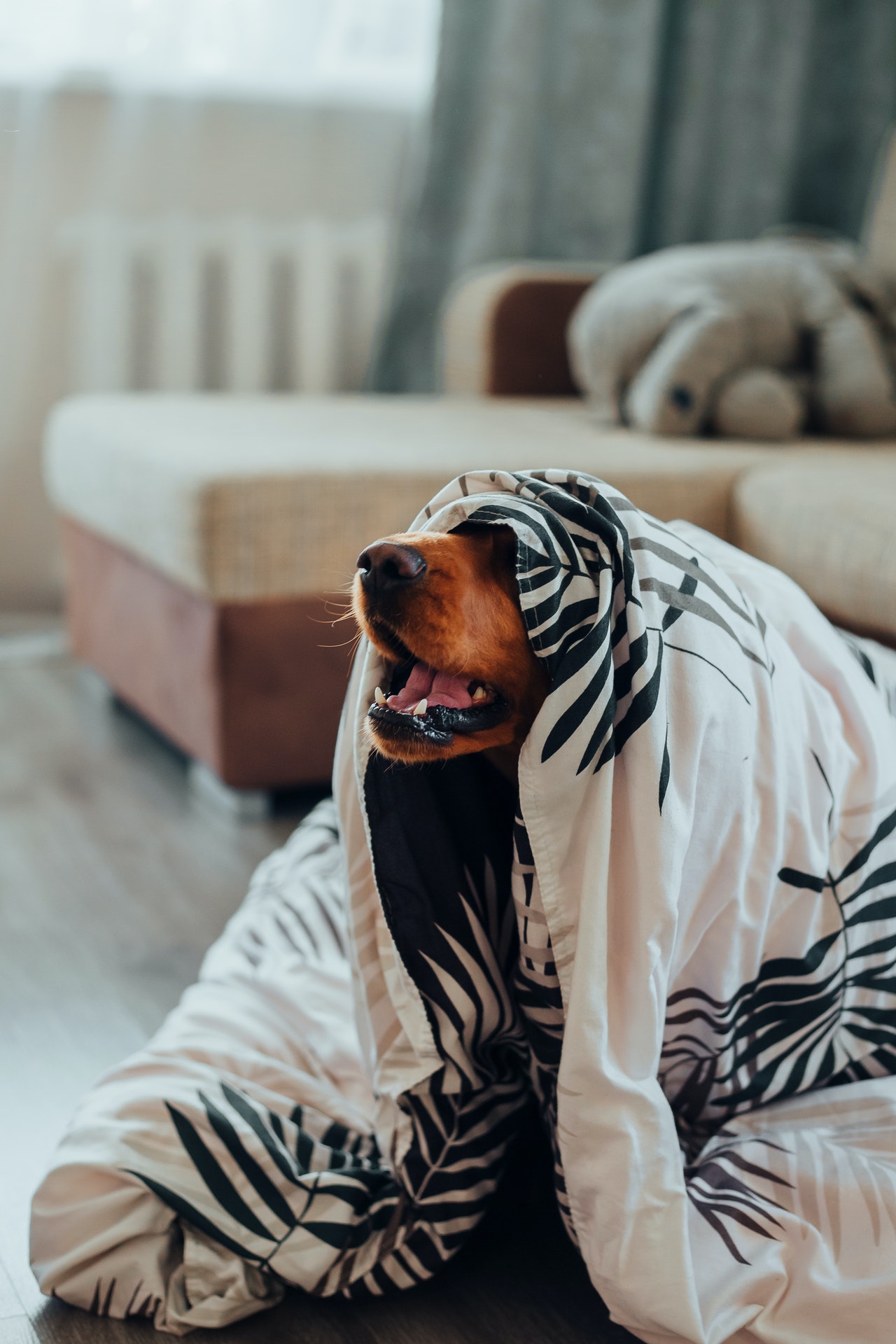 Buying a Dog Blanket: How to Choose