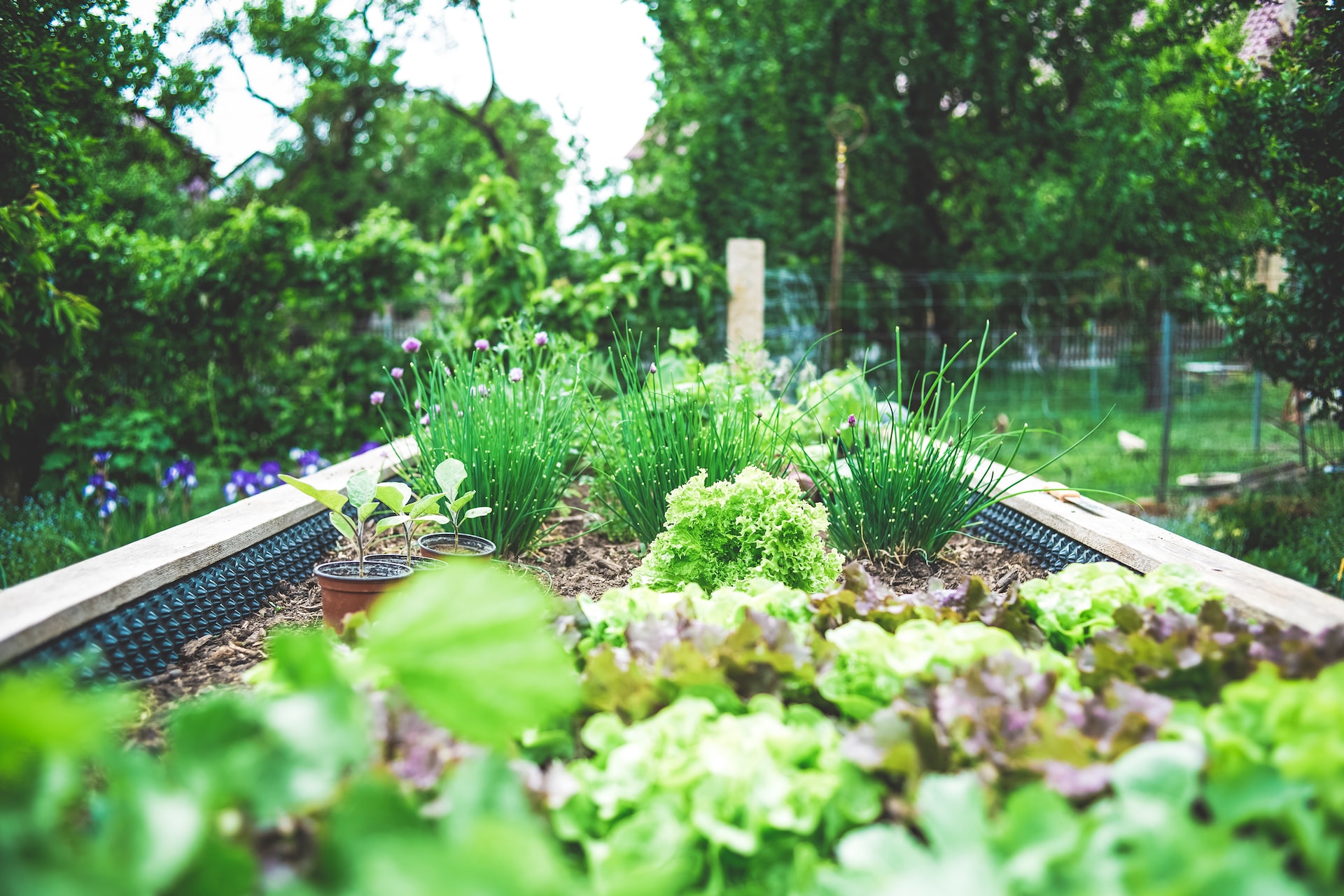 How to Set Up a Vegetable Garden At Home