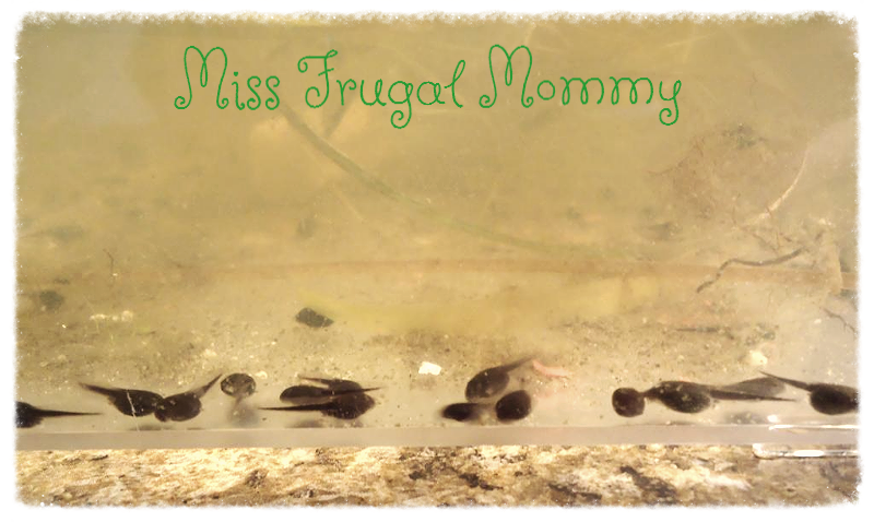 #Summer Learning: Growing Tadpoles (Week 1)