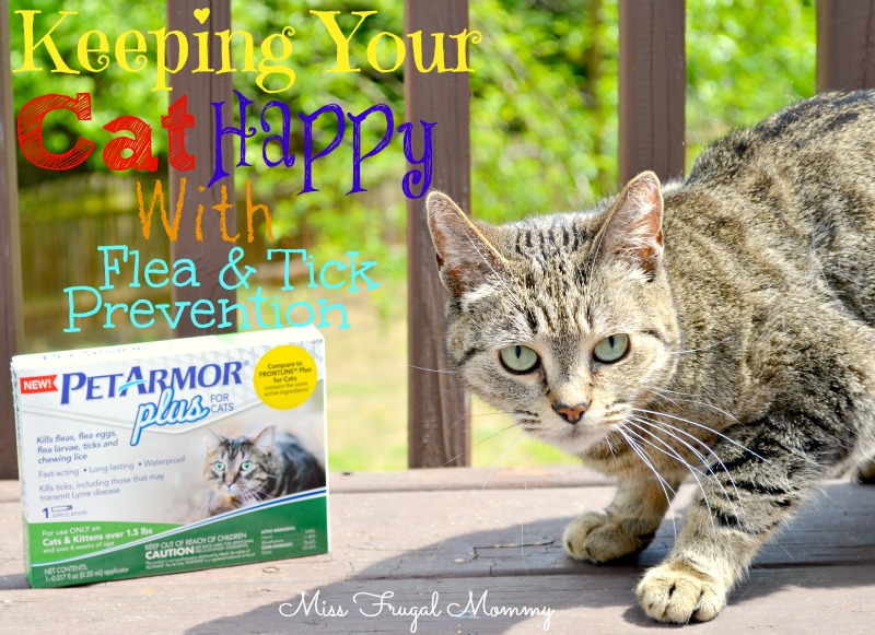 Keeping Your Cat Healthy With Flea & Tick Prevention #PetArmorPlus