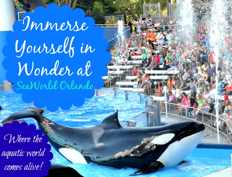 Immerse Yourself In Wonder at SeaWorld Orlando