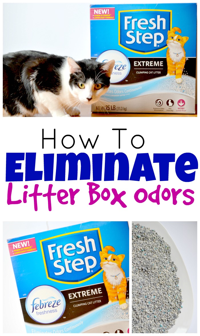 How To Eliminate Litter Box Odors
