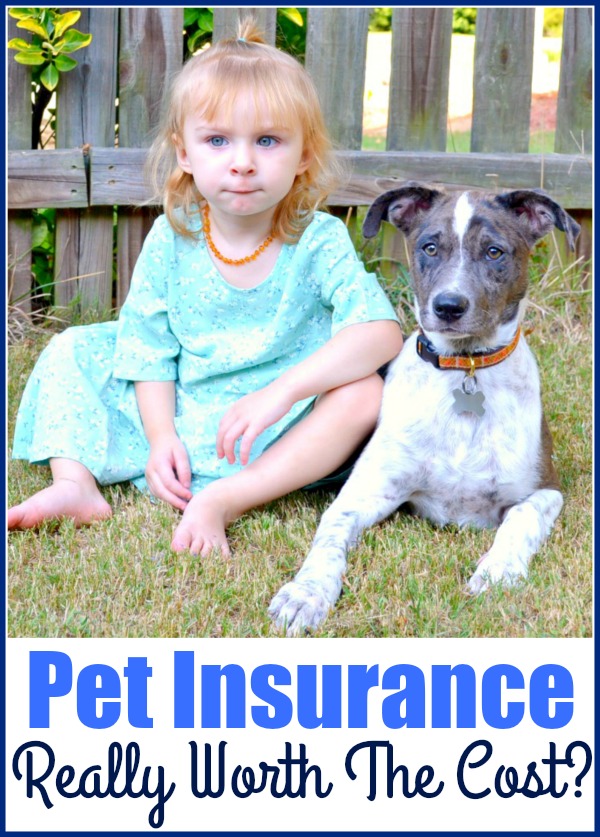 Is Pet Insurance Really Worth The Cost?