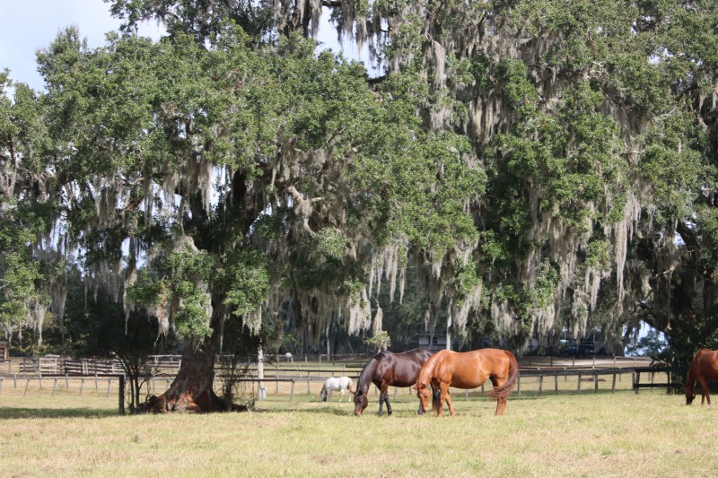 5 Reasons To Visit Ocala/Marion County Florida With The Family
