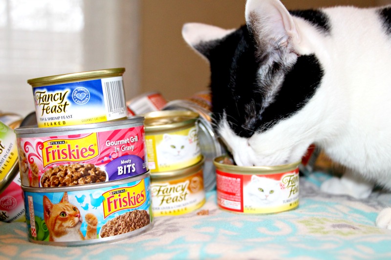 How We Save Big Money On Our Cat’s Favorite Canned Food