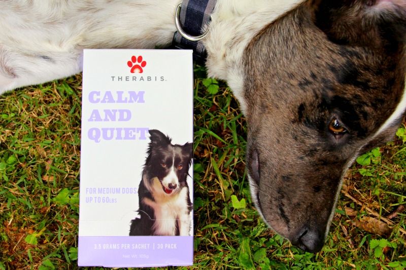 How to Keep Your Dog Calm During Fireworks