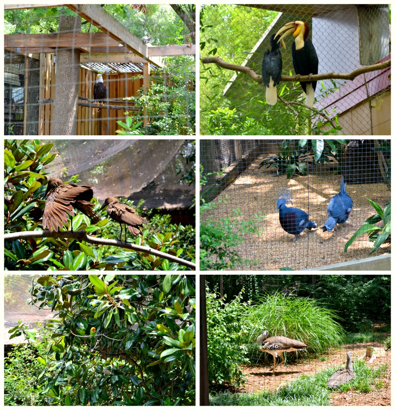Our Summer Trip to Atlanta’s First Zoo