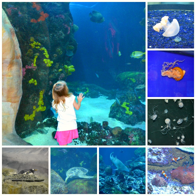 Our Trip to the Tennessee Aquarium 