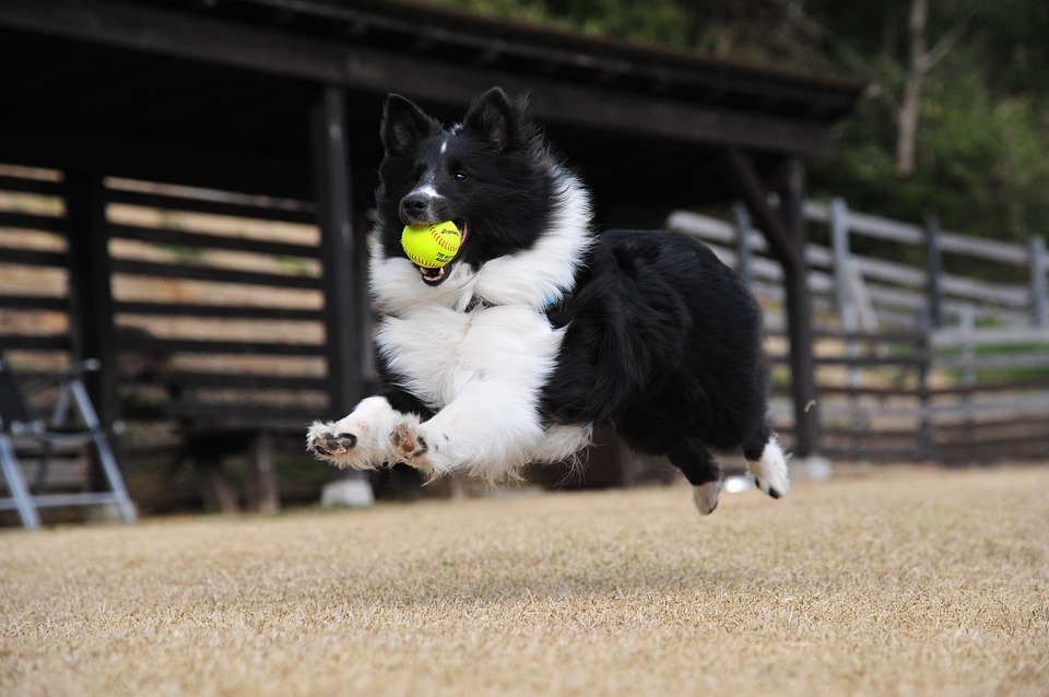 5 Ways to Exercise Your Active Breed Dog