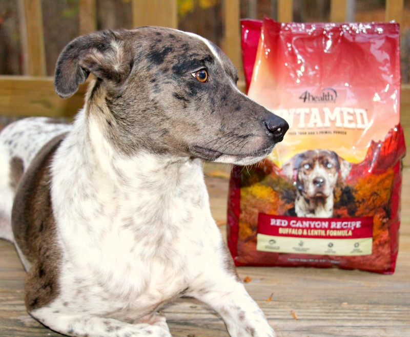 Untamed Is For Pets Who Are Wild At Heart