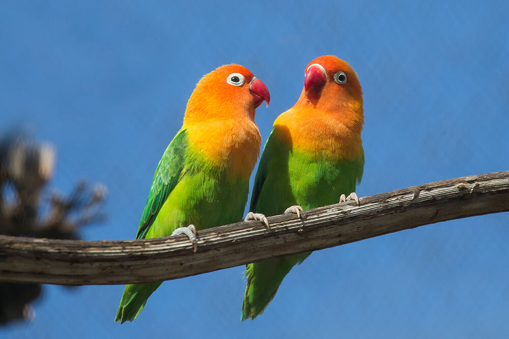 Lovebirds101: How to Keep Them Healthy and Happy?