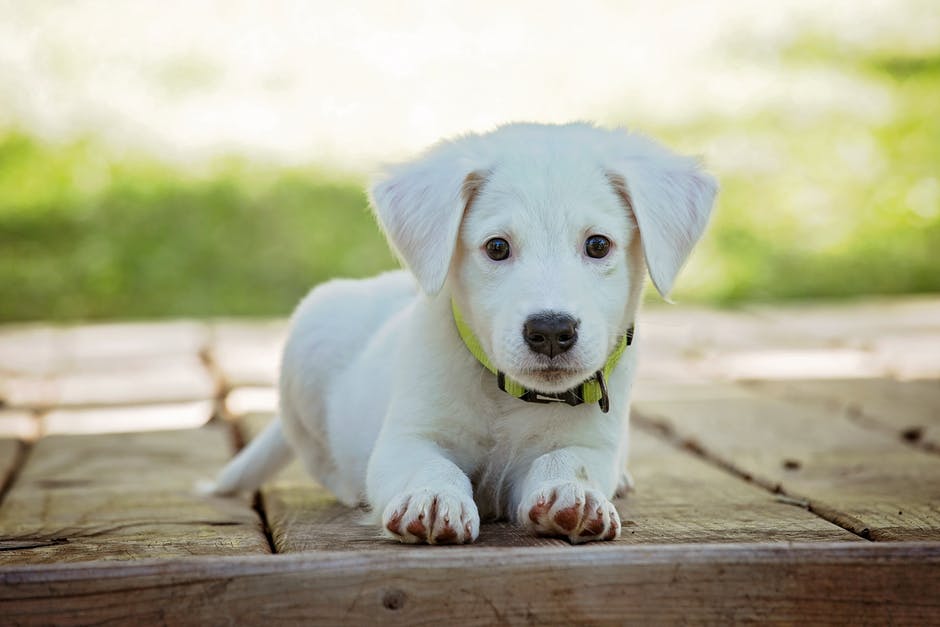 6 Preposterous Dog Myths That You Need to Stop Believing Right Away