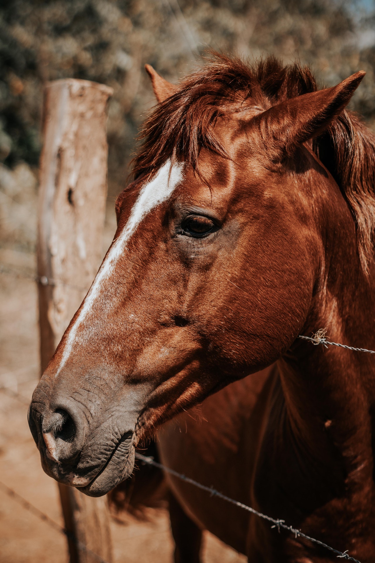 The Brief and Only Horse Grooming Guide You’ll Ever Need