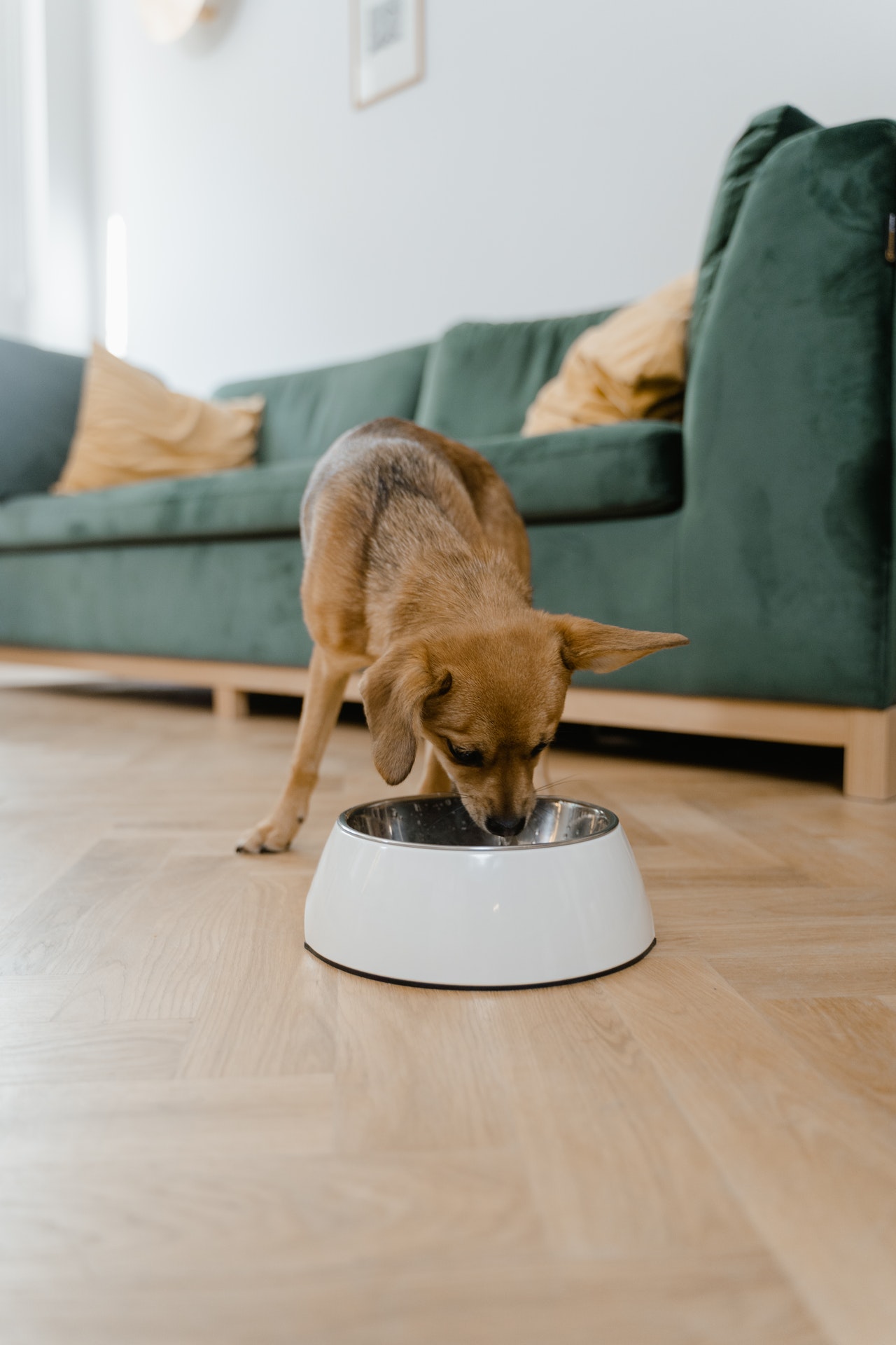 How to Choose the Best Cat and Dog Food