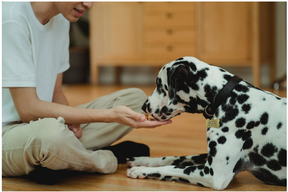 Tips On Properly Storing Your Pet’s Snack On A Dog Treat Container