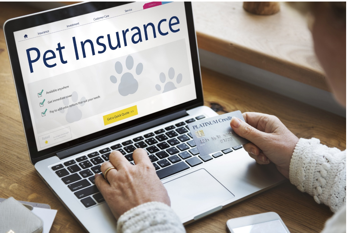 5 Reasons Why You Should Get Pet Insurance￼