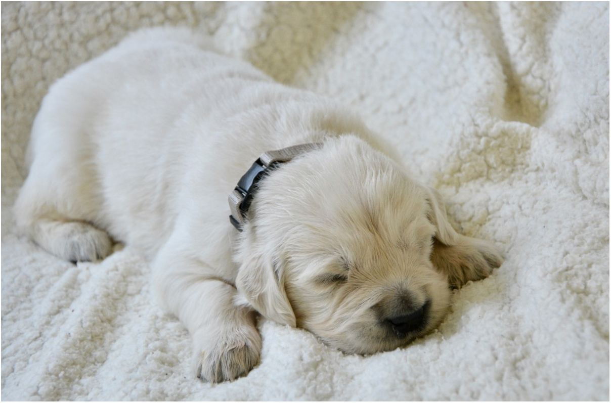 DIY Ideas for Puppy-Proofing Your Home