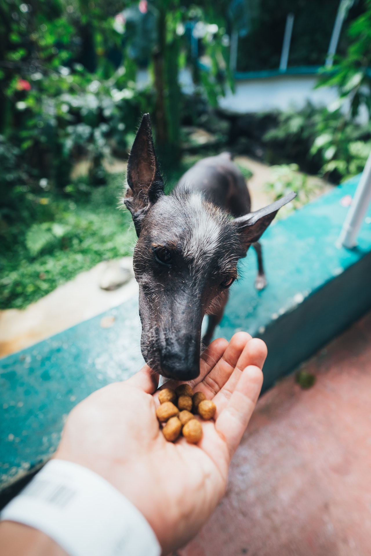 How Much Food Should My Dog Eat?