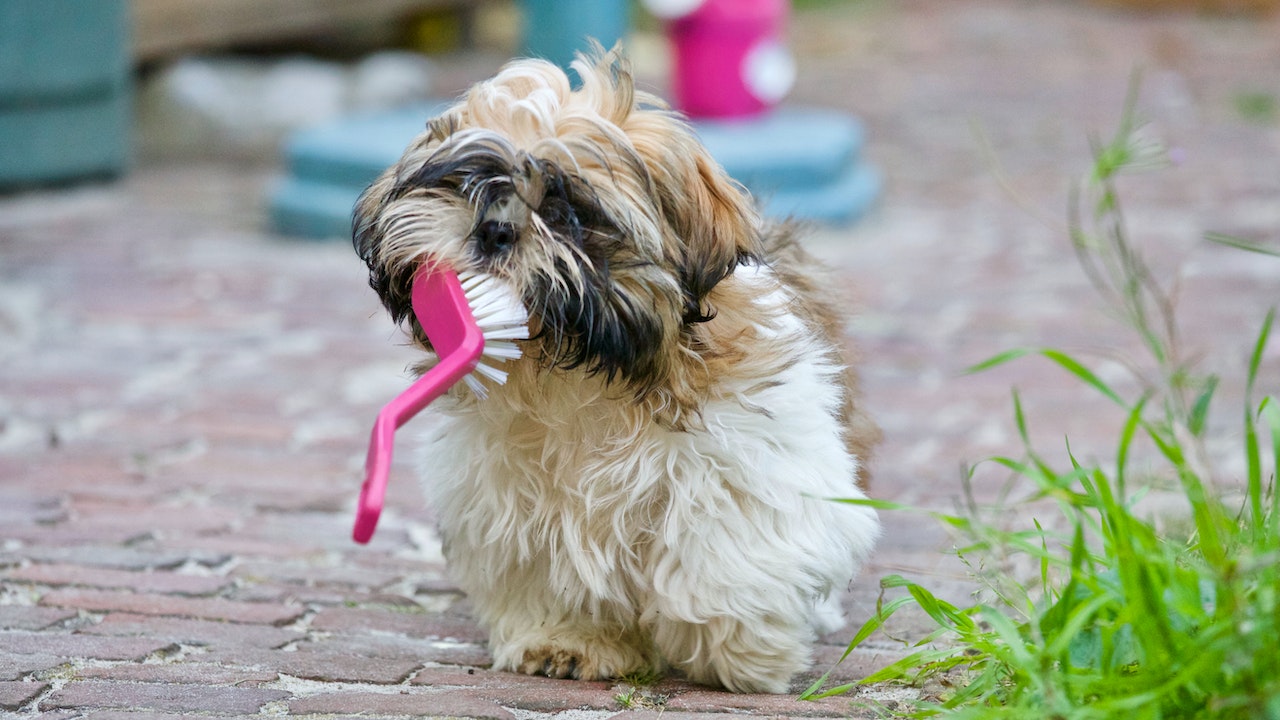 The Importance of Dental Care for Your Furry Friends 