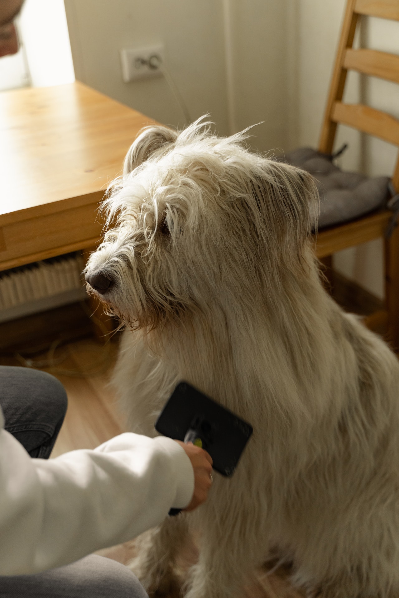 How Regular Dog Grooming Can Benefit Your Furry Friend’s Health and Happiness 